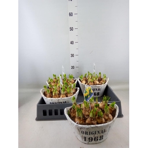 Arr.  Narcissus Tete Tete L%