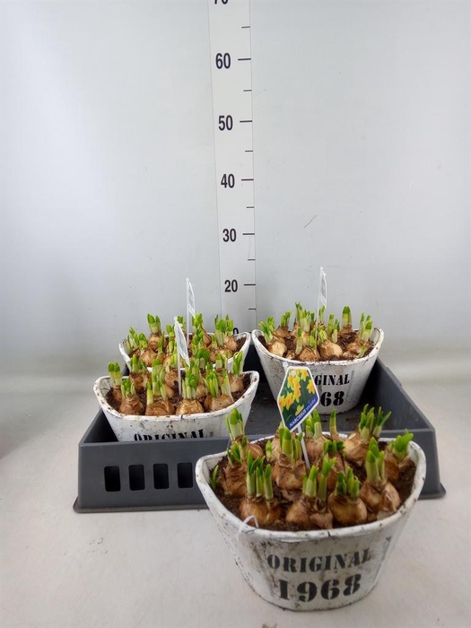 <h4>Arr. Narcissus Tete Tete L%</h4>