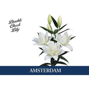 LI OR DU AMSTERDAM
