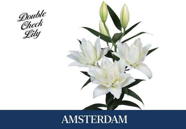 <h4>LI OR DU AMSTERDAM</h4>