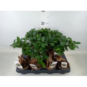 Ficus microcarpa 'Ginseng'