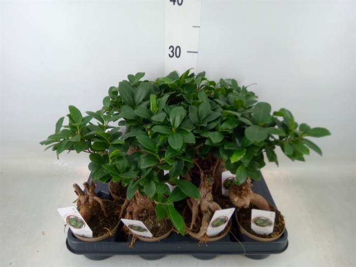 <h4>Ficus microcarpa 'Ginseng'</h4>
