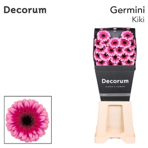 Germini Kiki Diamond