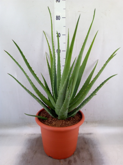 <h4>Aloe vera</h4>
