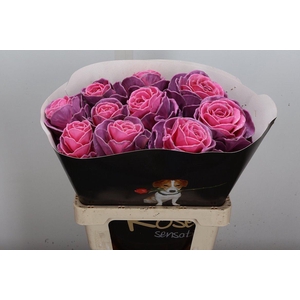 Brassica Wx (ex) Roze