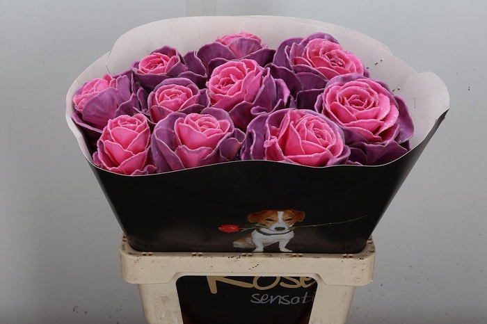 <h4>Brassica Wx (ex) Roze</h4>