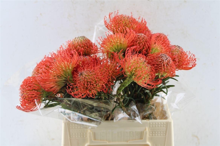 <h4>Leuco Co Succession</h4>