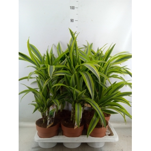 Dracaena fr de 'LemonLime'