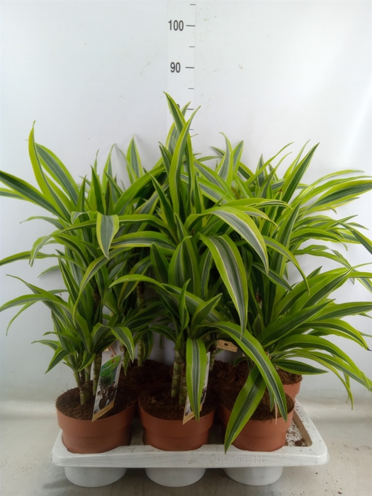 <h4>Dracaena fr de 'LemonLime'</h4>