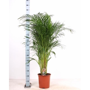 DYPSIS LUTESCENS