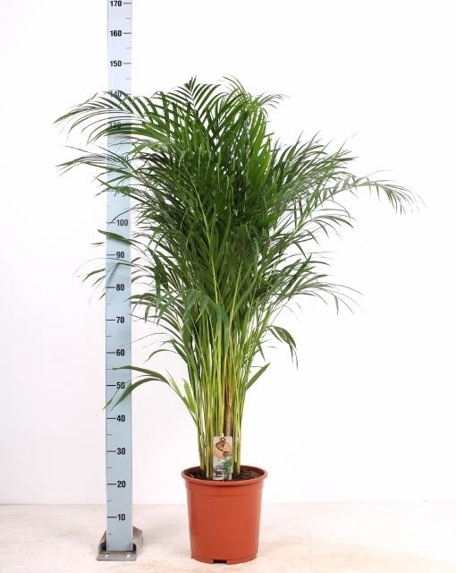 <h4>DYPSIS LUTESCENS</h4>