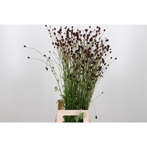 Sanguiso Officinalis