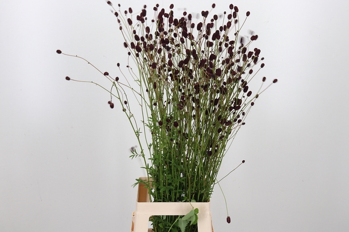 <h4>Sanguiso Officinalis</h4>
