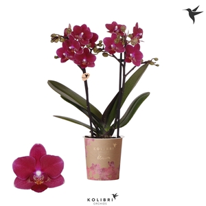 Kolibri Orchids Phalaenopsis Blossom Chamonix 2 spike