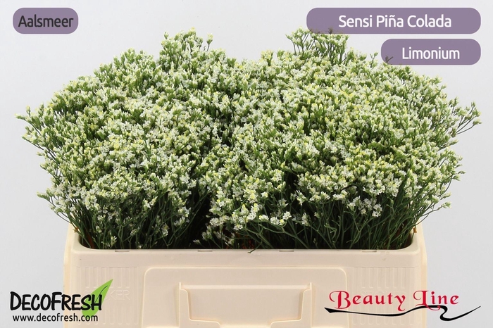 <h4>Lim Sin Sen P Colada</h4>