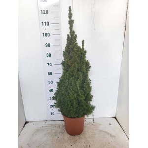 PICEA GL CONICA