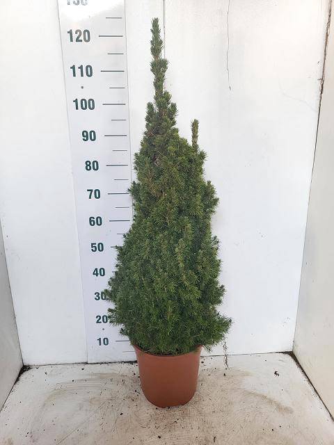 <h4>PICEA GL CONICA</h4>