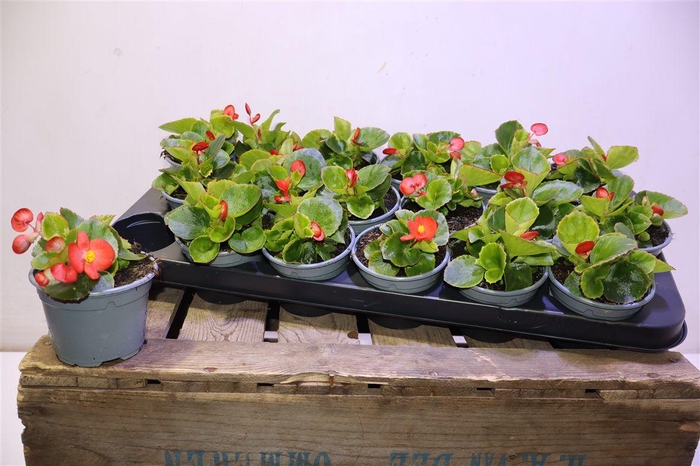 <h4>Bego Se Ov Red</h4>