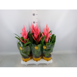 Tillandsia  'Ziva'