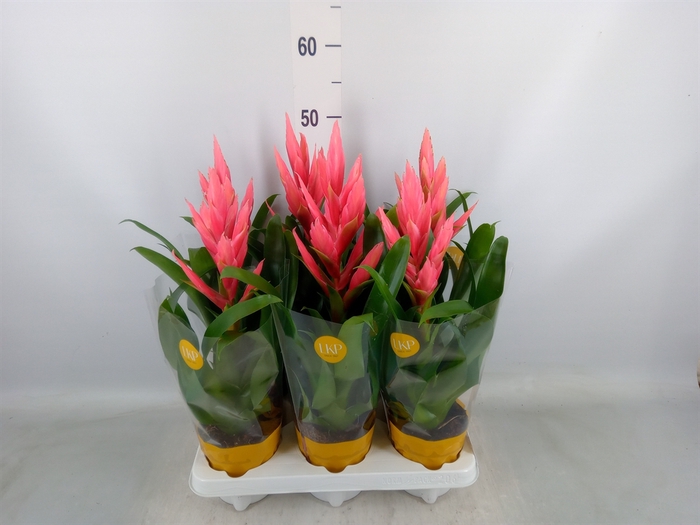 <h4>Tillandsia  'Ziva'</h4>