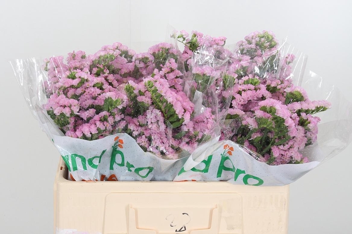 <h4>Lim S Lucia Pink</h4>