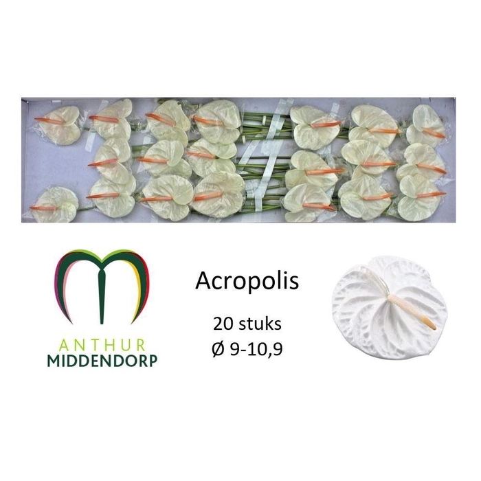 <h4>Anth A Acropolis</h4>