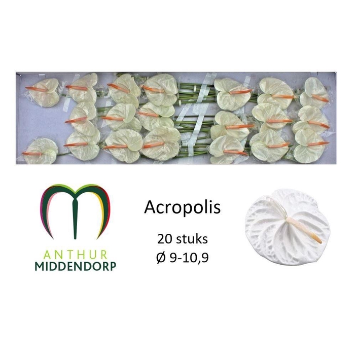 <h4>Anth A Acropolis</h4>