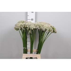 Allium Nigrum