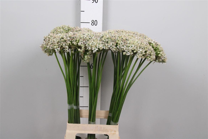 <h4>Allium Nigrum</h4>