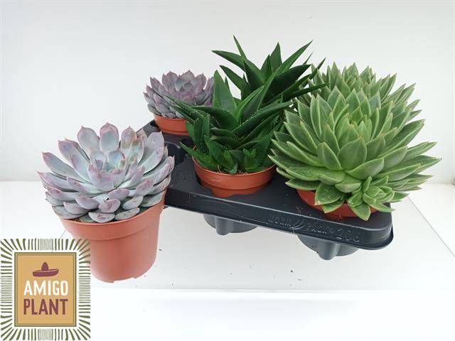 <h4>SUCC GEM 4 SRT</h4>