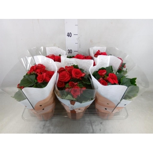 Begonia elat. DU 'Baladin'