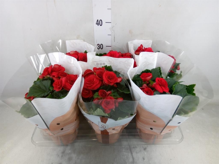 <h4>Begonia elat. DU 'Baladin'</h4>