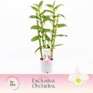 Dendrobium Nobilé, Apollon 2-spike Bamboo 'Exclusiva Orchidea'