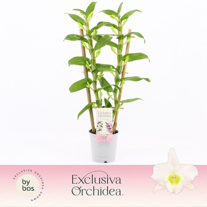 <h4>Dendrobium Nobilé, Apollon 2-spike Bamboo 'Exclusiva Orchidea'</h4>