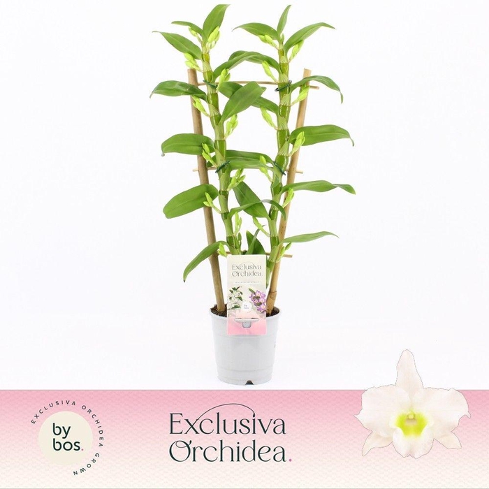 <h4>Dendrobium Nobilé, Apollon 2-spike Bamboo 'Exclusiva Orchidea'</h4>