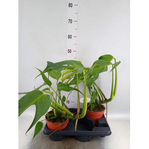 Monstera   ...
