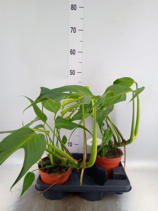 <h4>Monstera   ...</h4>