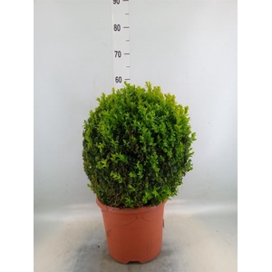 Buxus semp.   ...