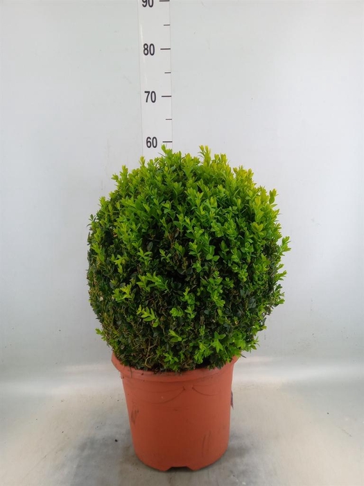 <h4>Buxus semp.   ...</h4>