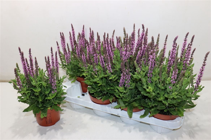 <h4>Salvia Ne Se Dp Rose</h4>
