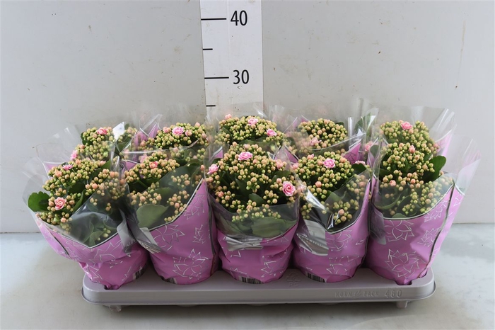 <h4>Kal Ge Perfecta Pink&white</h4>
