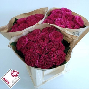 R GR PINK N PRETTY .
