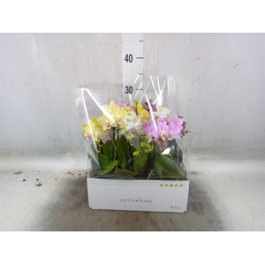 Phalaenopsis multi.   ...mix  5
