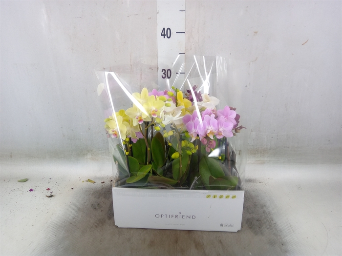<h4>Phalaenopsis multi.   ...mix  5</h4>
