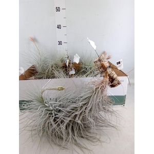 Tillandsia