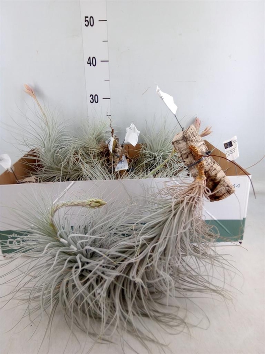 <h4>Tillandsia</h4>