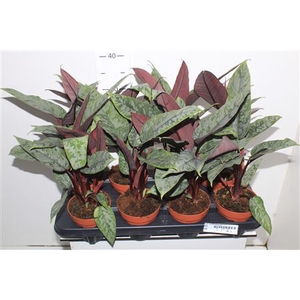 Apob Acuminatissima