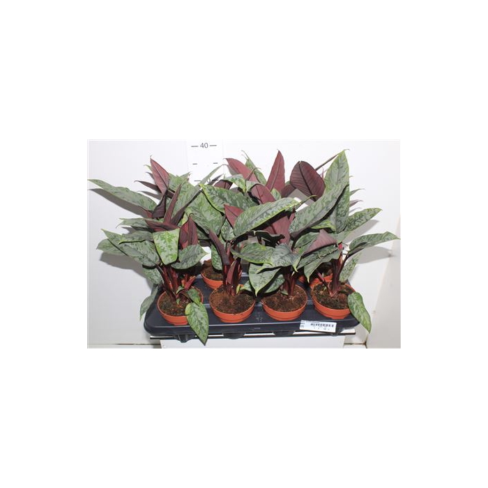 <h4>Apob Acuminatissima</h4>