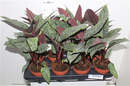Apob Acuminatissima