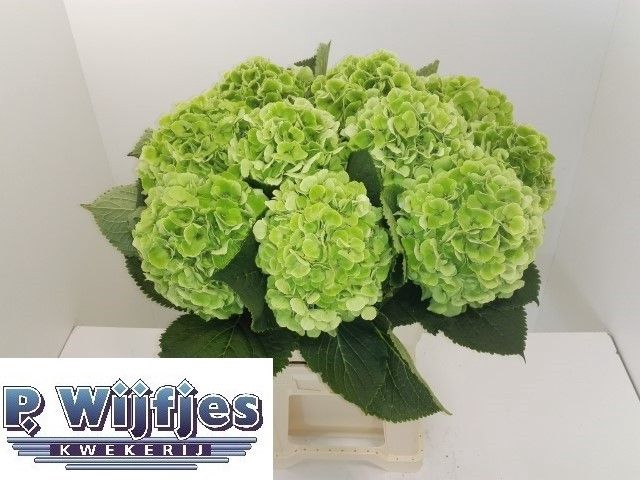 <h4>HYDR M CH VERENA CL</h4>